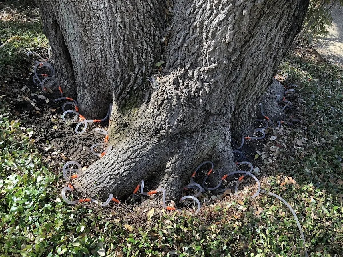 Detailed Tree Cabling and Bracing job site in Whitwell