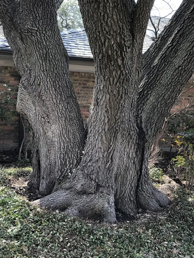 Mature heritage tree close to a Whitwell property cared for by certified arborists